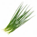 Лук Global Village зеленый 100г