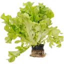 Салат Дуболистный зеленый в горшке, 1шт
