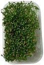 Микрозелень кинзы GreenDL 60 г