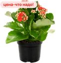 Каланхоэ Флора Люкс микс