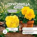 Луковица бегонии, Петрофлора, 1 шт., в ассортименте