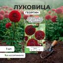 Луковица, Георгин, в ассортименте