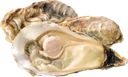 Морепродукты живые 40-60г устрицы хасанские Фетисов А.А. шт, 1 шт