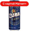 ZUBR Классик Пиво светлое фильт паст 0,5л ж/б(Чехия):24