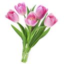 Букет из тюльпанов 5 шт