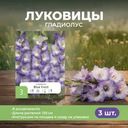 Луковицы гладиолуса, Петрофлора, 3 шт., в ассортименте