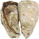 Устрица Верде 100-200г, 1шт.