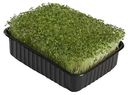 Набор для выращивания микрозелени АгроСидсТрейд Редька, рукола, капуста японская мицуна, 18×11×4,5 см